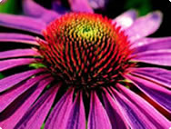 Echinacea purpurea