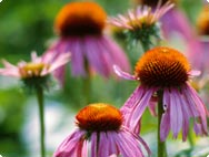 Echinacea purpurea