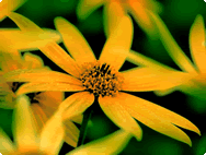 Helianthus