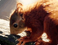 Red Squirrel Red Squirrel