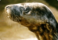 Slippy the seal Slippy the Seal