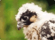 Peregrine Falcons Peregrine Falcons