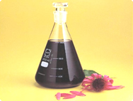 Echinaforce tincture in a flask