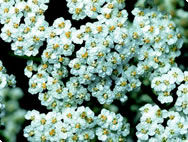Achilea millefolium