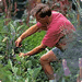 Gardening Gardening