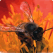 Beneficial Bees Beneficial Bees