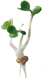 A sprouting seed