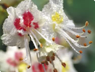 Aesculus