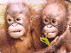 Orang-utans Orang-utans