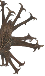 Devil's Claw seed pod