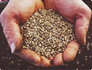 Organic echinacea purpurea seeds