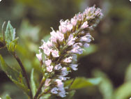 Peppermint