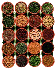 Seeds