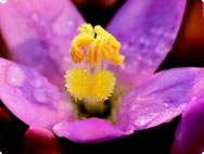 Centaurium