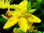 Hypericum