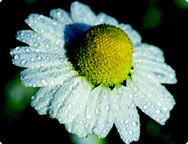 Chamomile