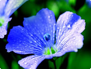 Linseed