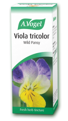 Viola tricolor (wild pansy)