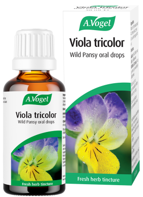 Viola tricolor (wild pansy)
