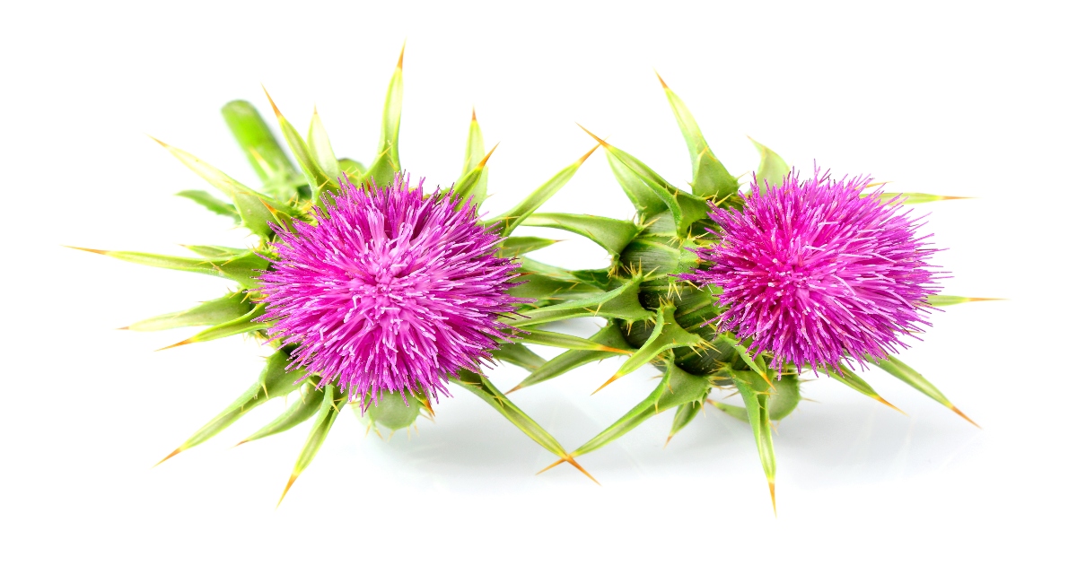 Is milk thistle good for the liver?