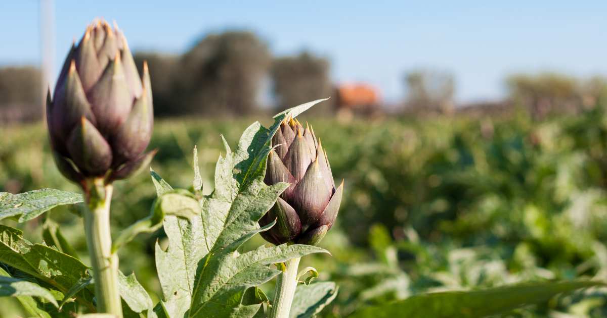 Can artichokes support healthy cholesterol levels?