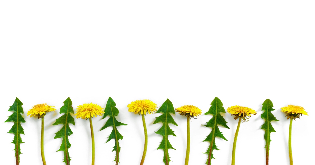 Is dandelion good for digestion?