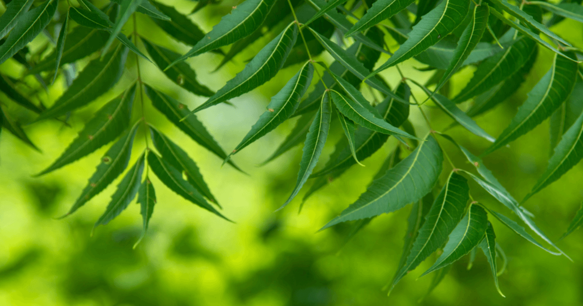 How neem leaf can help with dry skin